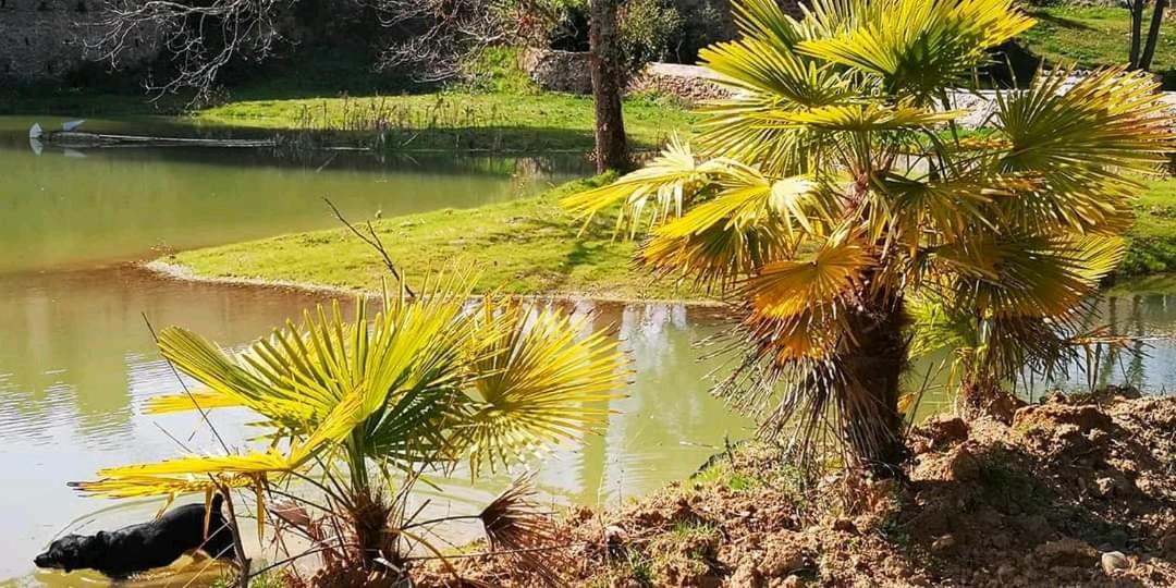 Appartement Les Amis de Gaure à Rouffiac-d'Aude Extérieur photo